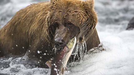 DB_baer-wasser-1.jpg
